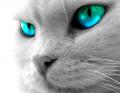 Avatar de jacksd